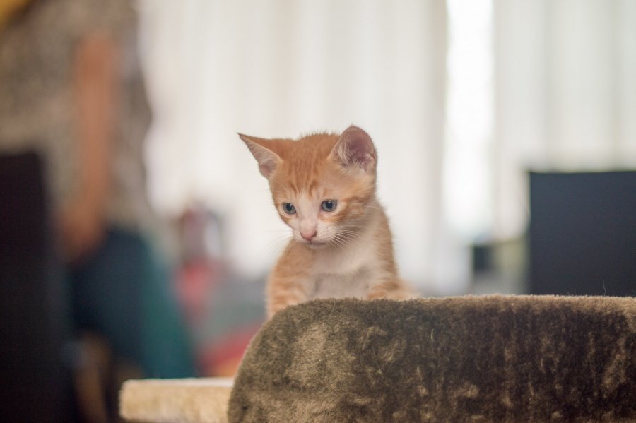 Watching his siblings play
