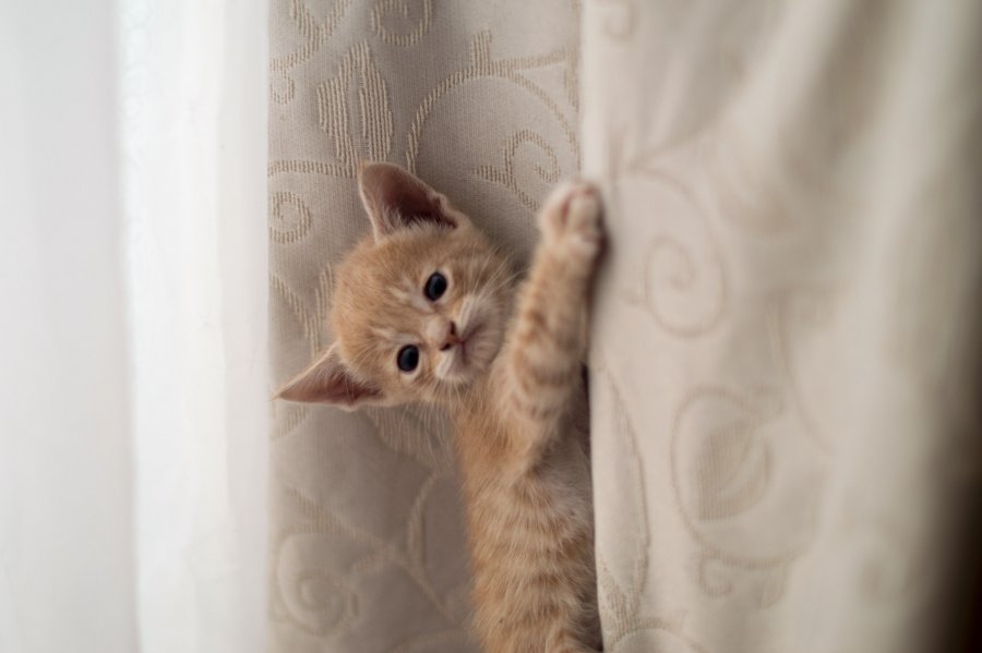 Hanging from the curtain