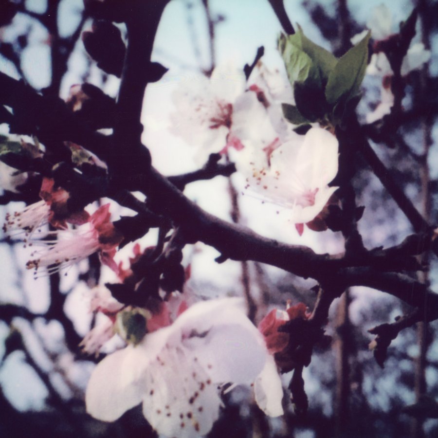 20220409-Polaroid_519