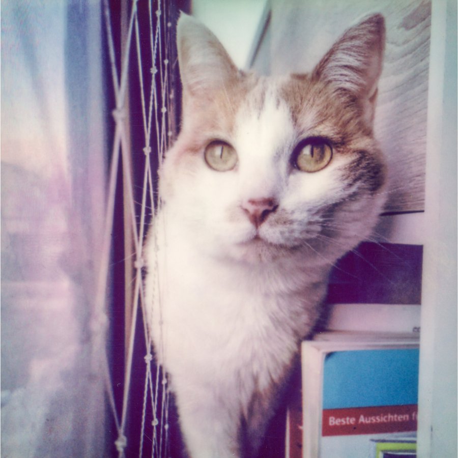 20220409-Polaroid_517